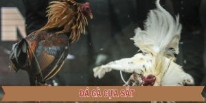 Đá gà cựa sắt