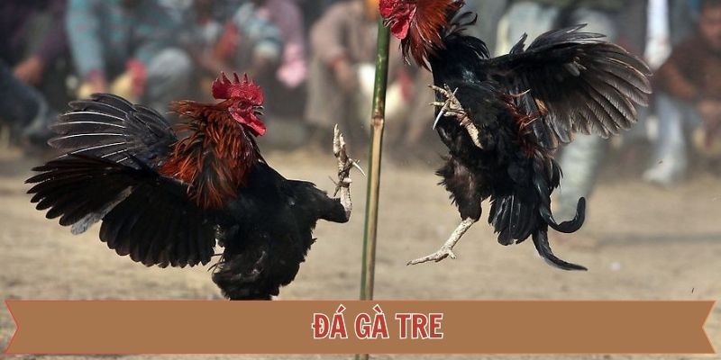 Đá gà tre