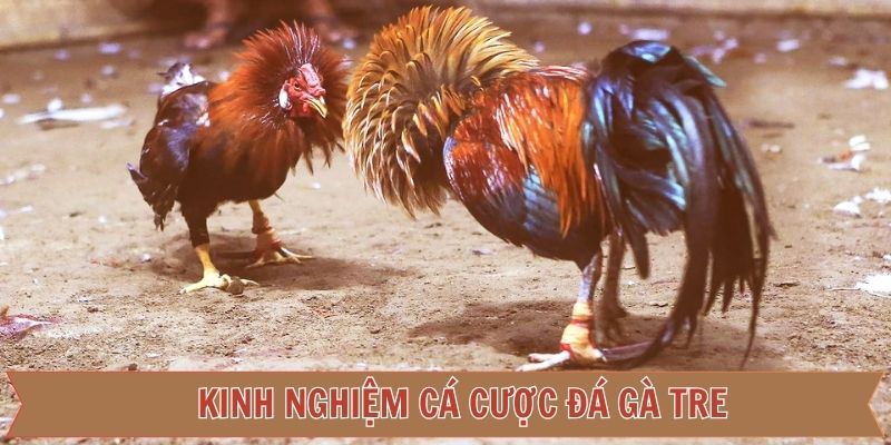 Bí kíp bất bại giúp thành viên cược kê tre tại nhà cái