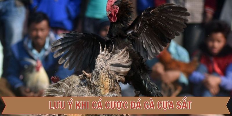 Một số lưu ý và những thông tin quan trọng của đá gà cựa sắt
