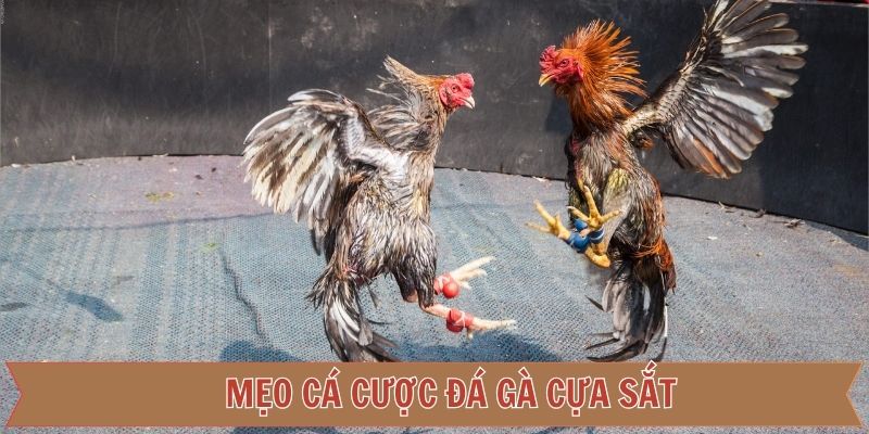 Kinh nghiệm đỉnh cao bất bại chiến thắng dễ dàng khi cá cược