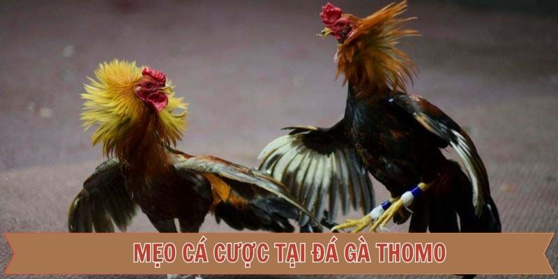 Bật mí bí kíp vàng khi lựa chọn chiến kê