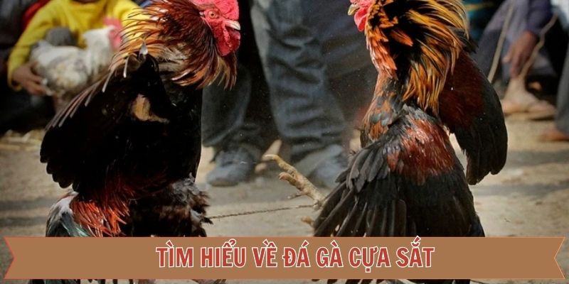 Đôi nét thông tin chung về đá kê cựa sắt