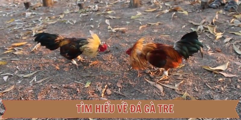 Giới thiệu chung hình thức đá kê tre tại 789F