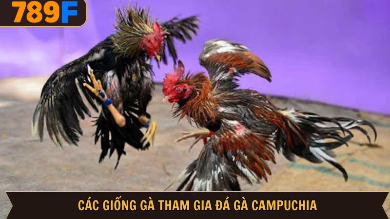 Những giống gà đặc biệt chỉ có tại đá gà Campuchia