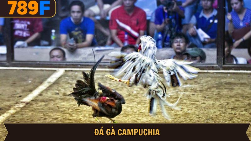 Đá gà Campuchia – Gà đá kịch tính với luật chơi hấp dẫn