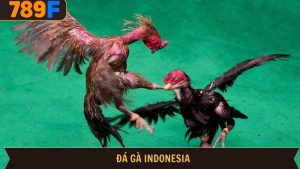 Đá gà Indonesia