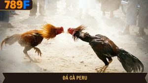 Đá gà Peru