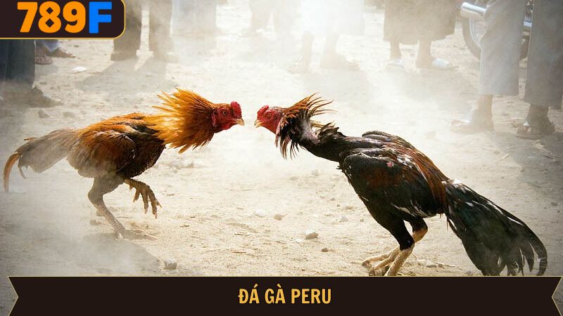 Đá gà Peru 789F – Sân chơi gà đá mới lạ, giàu tính hấp dẫn