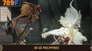 Đá gà Philippines