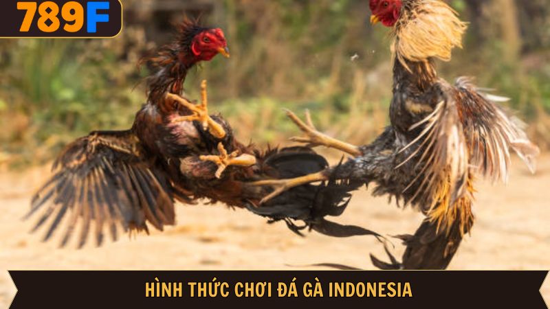 Các hình thức đá gà Indonesia được ưa chuộng