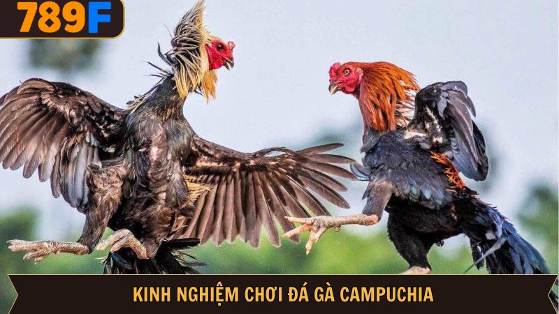 Một vài mẹo chơi cơ bản dành cho hội viên