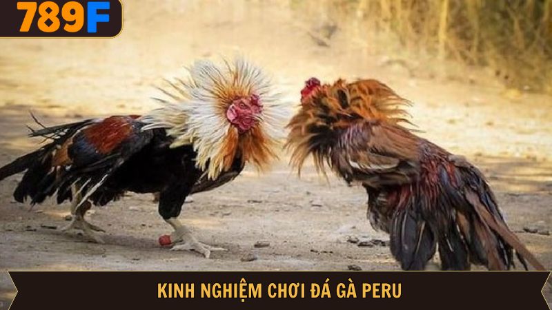 Chia sẻ bí quyết chọn cược đá gà Peru từ cao thủ