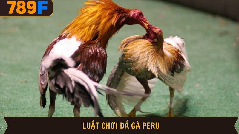 Quy tắc ván đấu đá gà Peru cần biết ở 789F