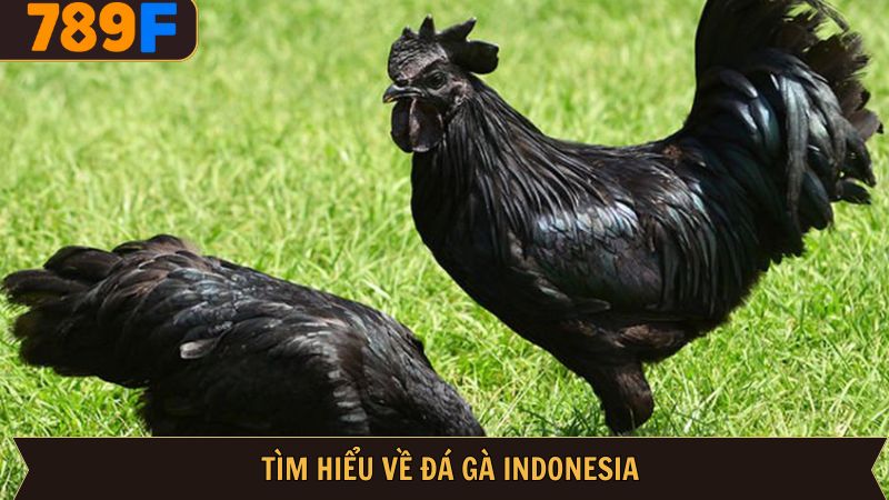 Khái quát đôi nét về đá gà Indonesia