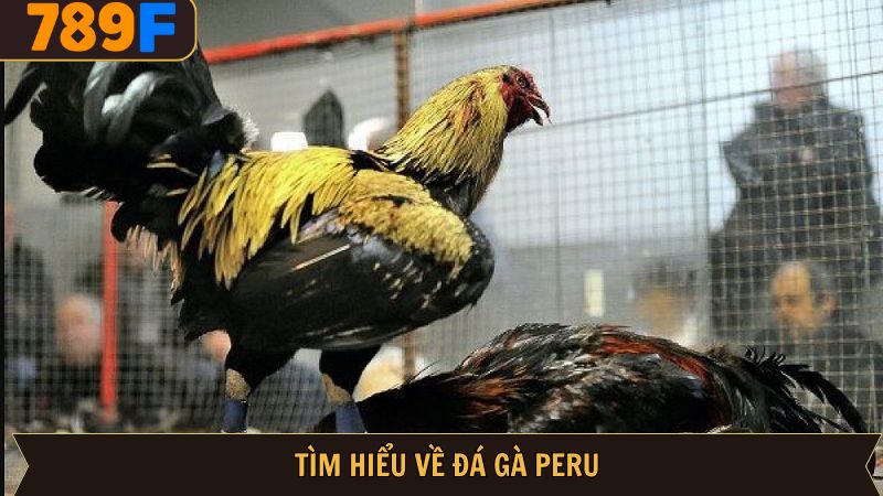 Hình thức cá cược đá gà hấp dẫn tại 789F