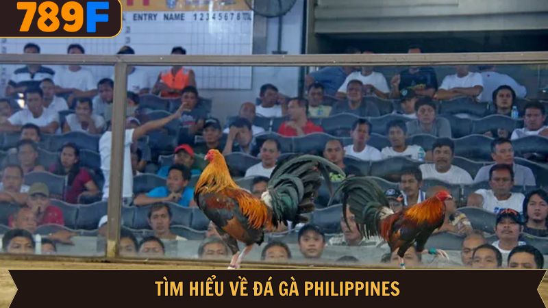 Giới thiệu thông tin sơ lược về chọi kê Philippines