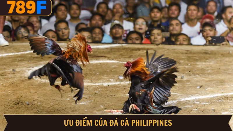 Sức hút hàng đầu của đá gà Philippines tại 789F