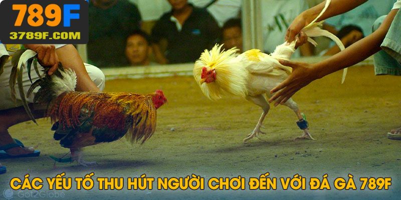 Những ưu điểm nổi trội thu hút người chơi tại sảnh đá gà 789F