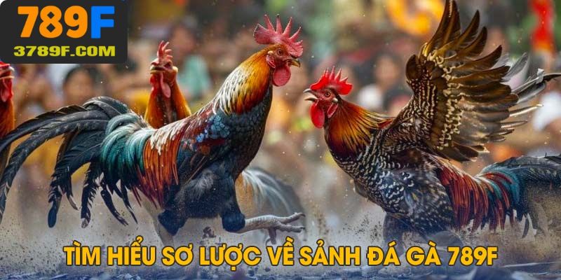 Tìm hiểu sơ lược về sảnh chọi kê tại 789F siêu hấp dẫn