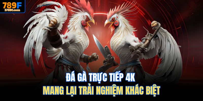 Đá gà trực tiếp 4K mang lại trải nghiệm khác biệt