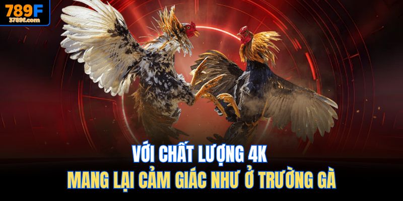 Với chất lượng 4K mang lại cảm giác như ở trường gà